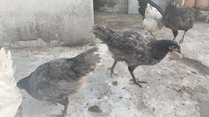 Australorp Heritage Pure Blood line 3