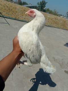 Heera Aseel Breeder Female / Hera Madi / Hira Murgi / Paper white Asil