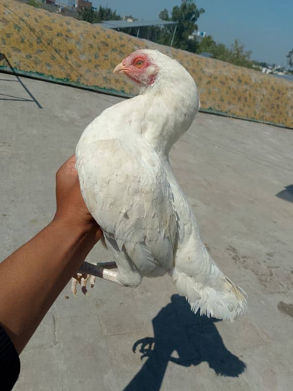 Heera Aseel Breeder Female / Hera Madi / Hira Murgi / Paper white Asil 1