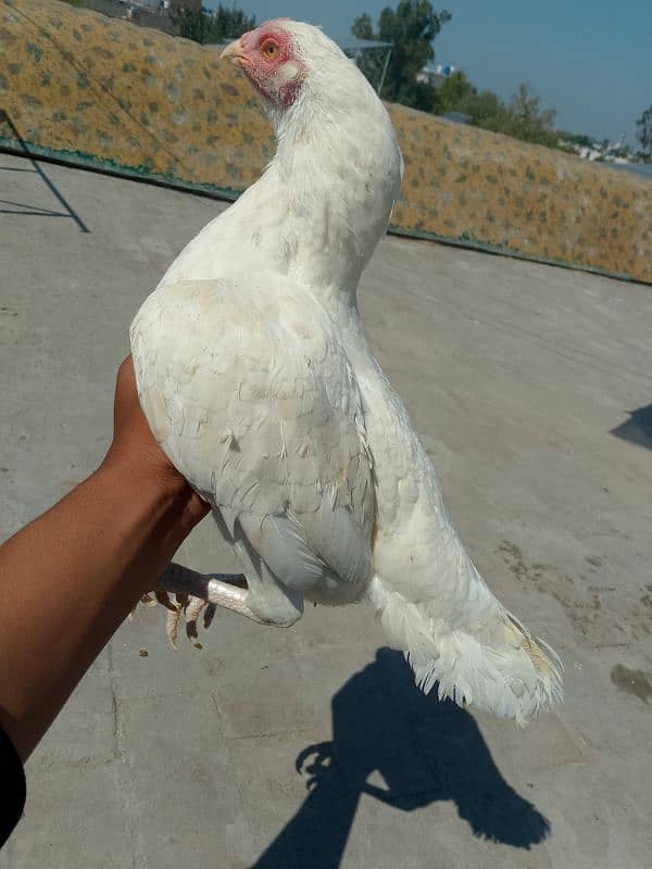 Heera Aseel Breeder Female / Hera Madi / Hira Murgi / Paper white Asil 3