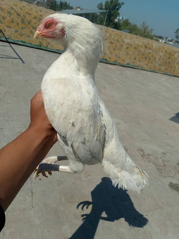 Heera Aseel Breeder Female / Hera Madi / Hira Murgi / Paper white Asil 4