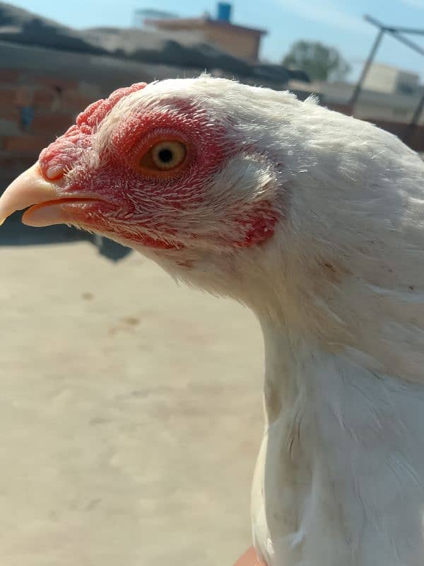 Heera Aseel Breeder Female / Hera Madi / Hira Murgi / Paper white Asil 8