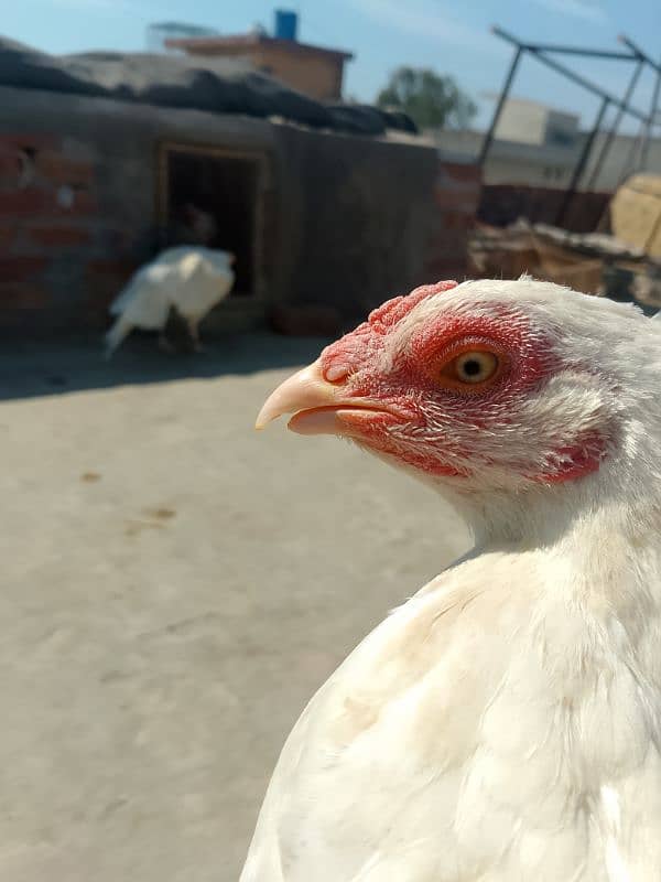 Heera Aseel Breeder Female / Hera Madi / Hira Murgi / Paper white Asil 10