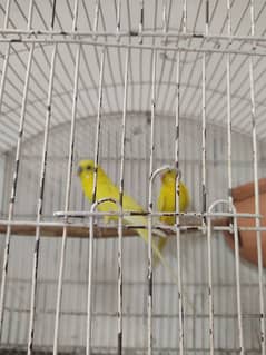 Budgies