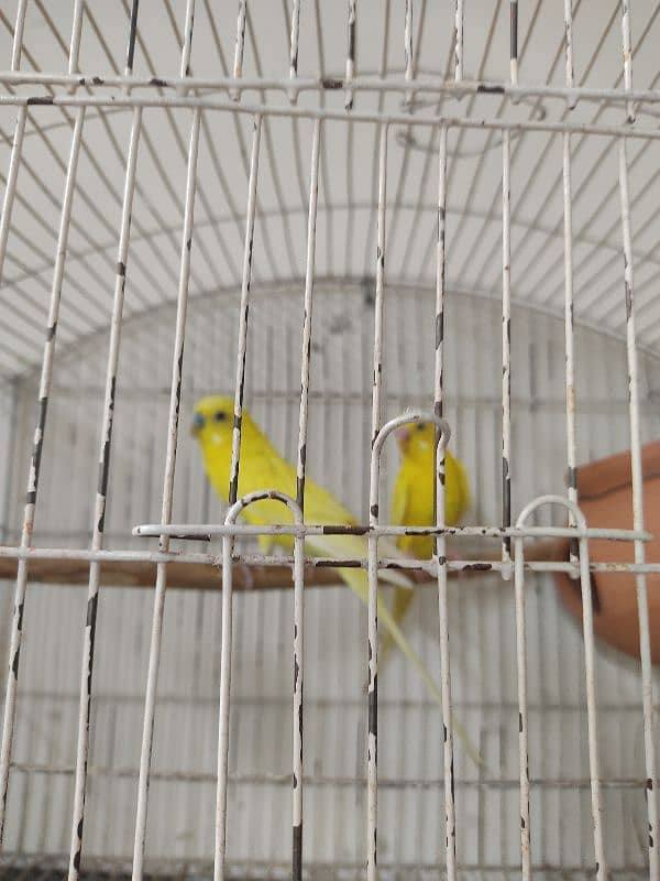 Budgies pair 0