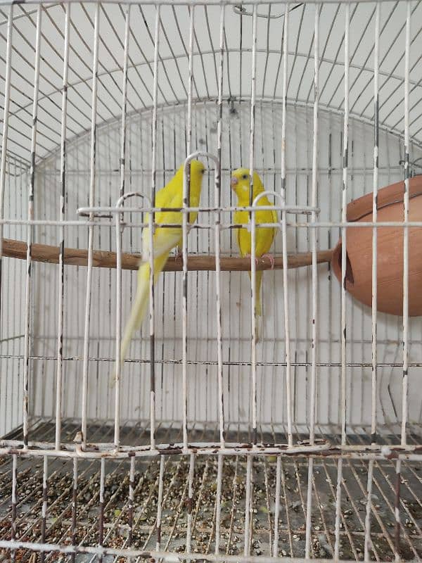 Budgies pair 1