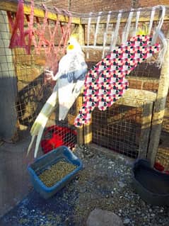 male cockatail and 3 budgies for sale