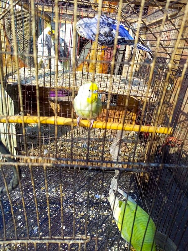 male cockatail and 3 budgies for sale 2