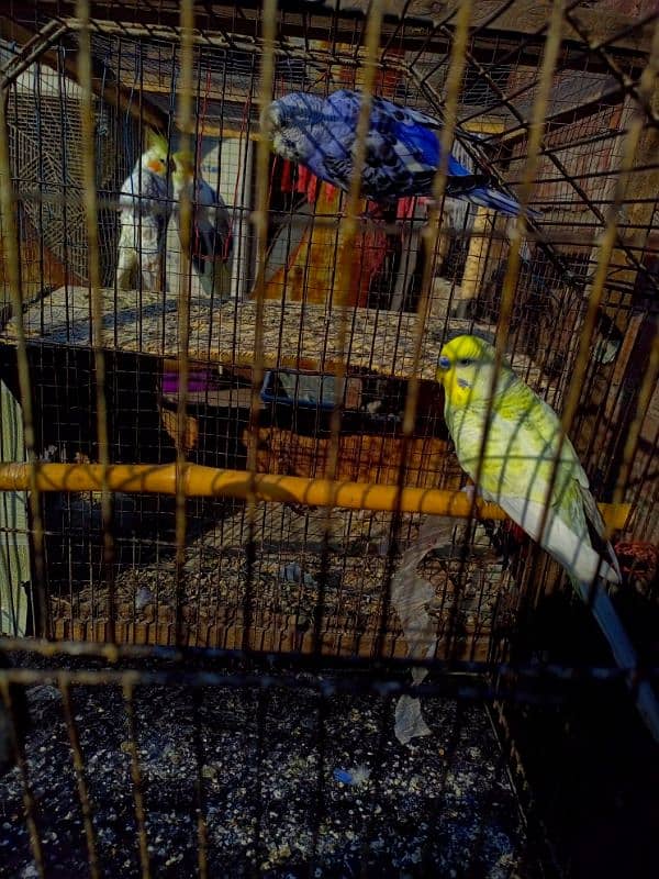 male cockatail and 3 budgies for sale 3