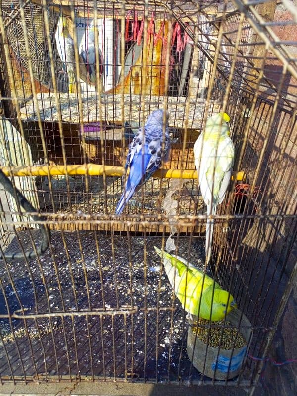 male cockatail and 3 budgies for sale 4