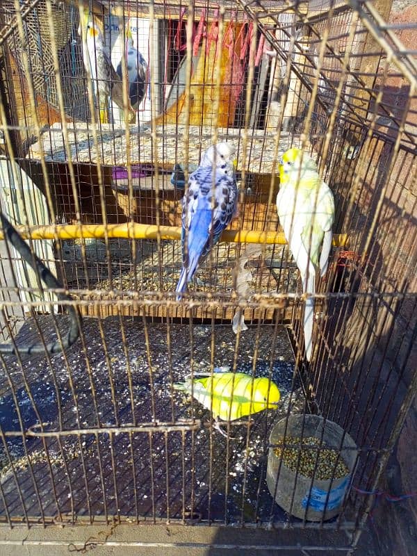 male cockatail and 3 budgies for sale 5