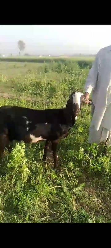 pregnant goats at cheap rates 4