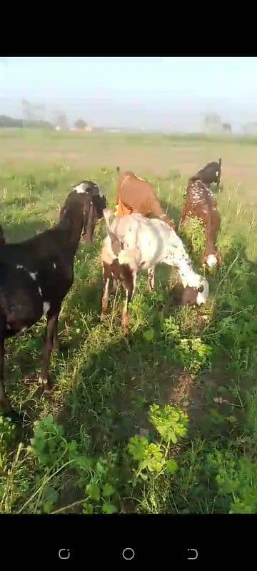 pregnant goats at cheap rates 5