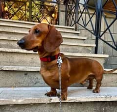 Extremely Cute Dachshund Male available for Rehoming