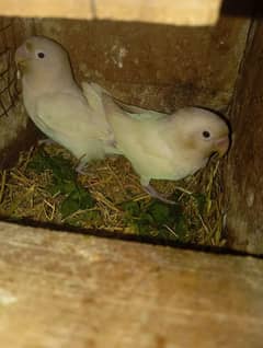 lovebirds
