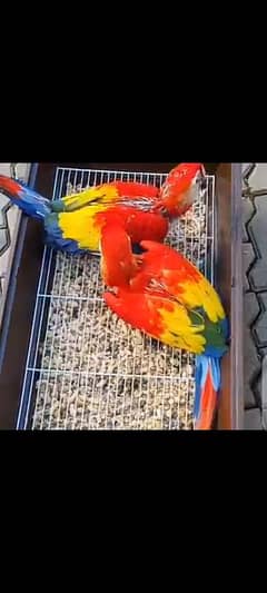 Red macow parrots chiks for sale 0330=7629=885