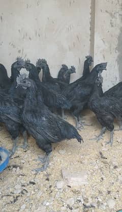 Ayam cemani black tongue males