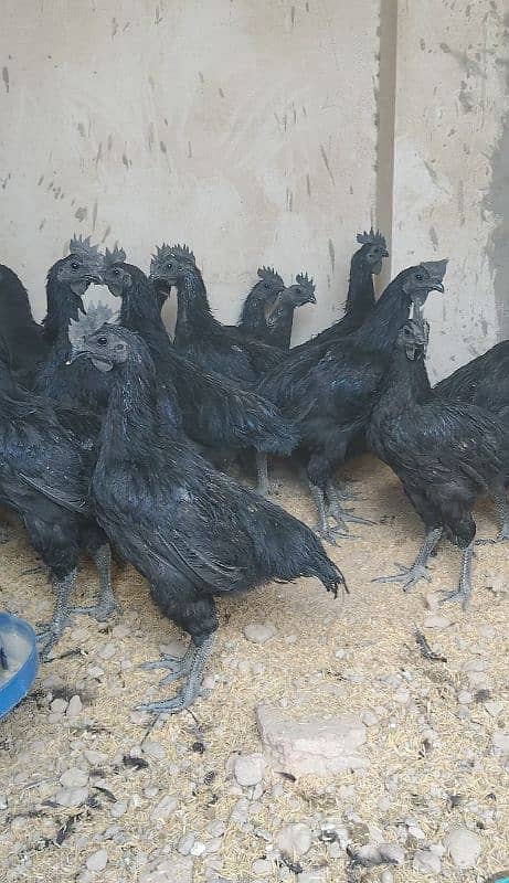 Ayam cemani black tongue males 0