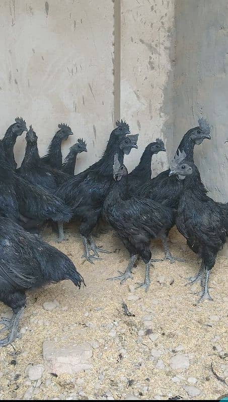 Ayam cemani black tongue males 1