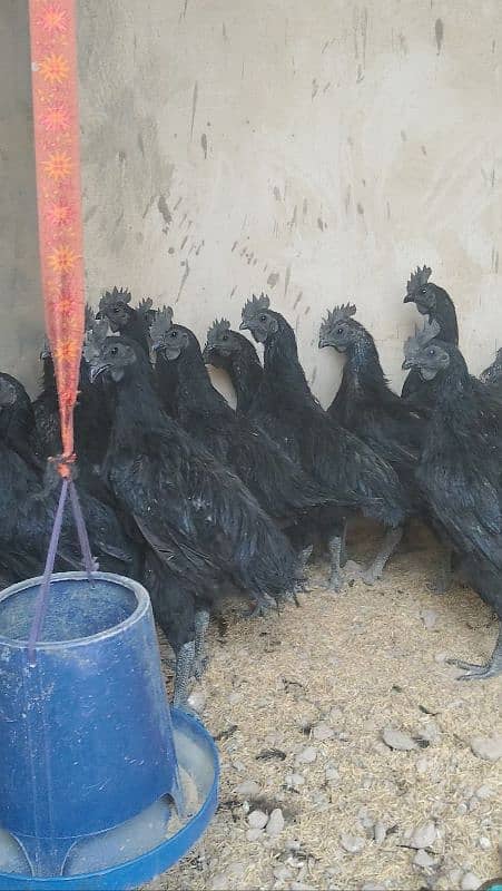 Ayam cemani black tongue males 2