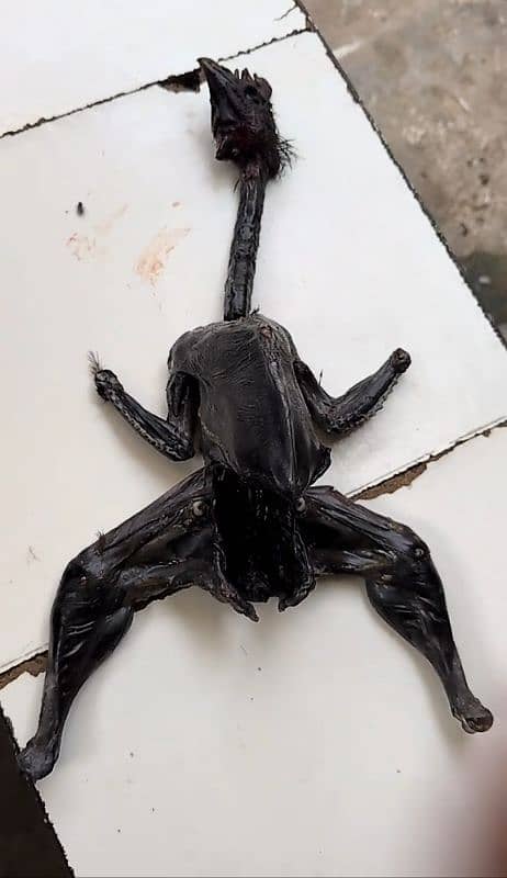 Ayam cemani black tongue males 3