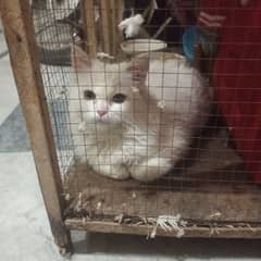 persian cat for sale