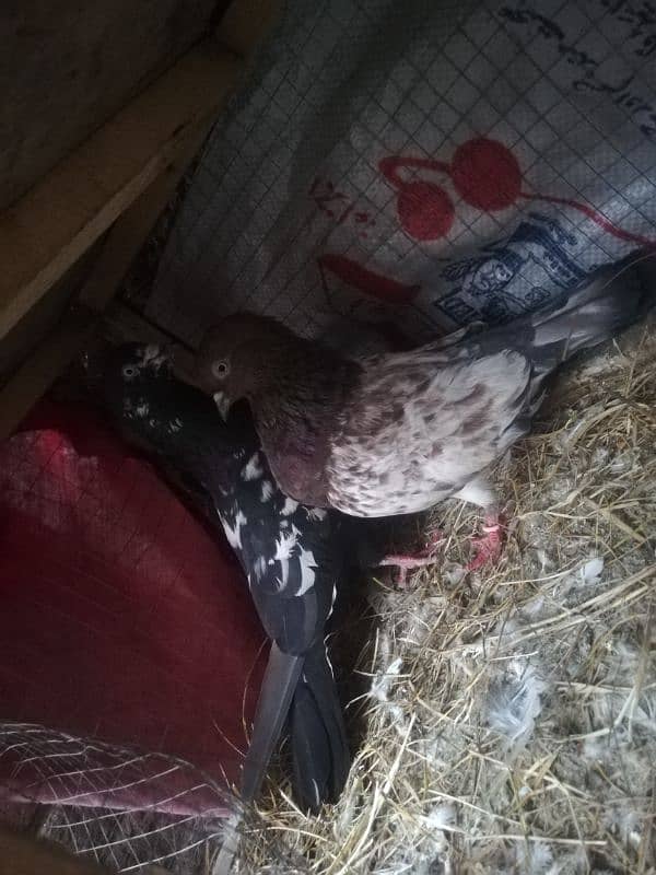 baby pigeons pair sale 0