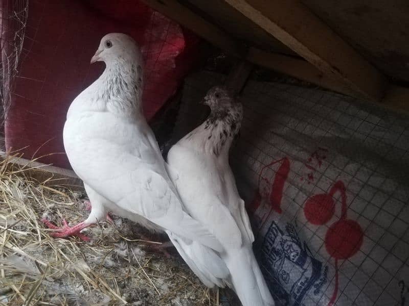 baby pigeons pair sale 2