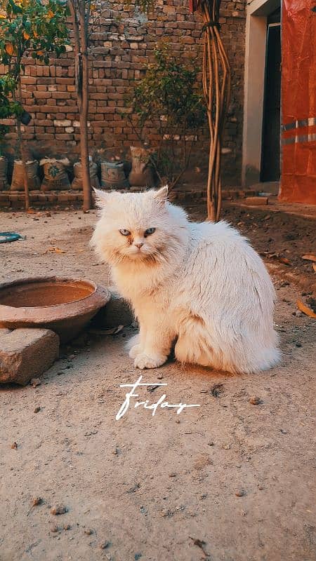 Persian White with white eyes 9000 4