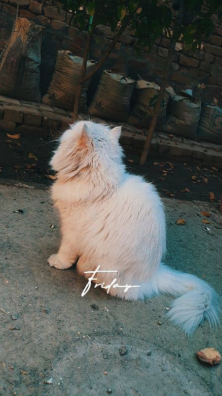 Persian White with white eyes 9000 5