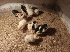 WHITE OR BLACK OH SHAMO CHICKS FOR SALE.