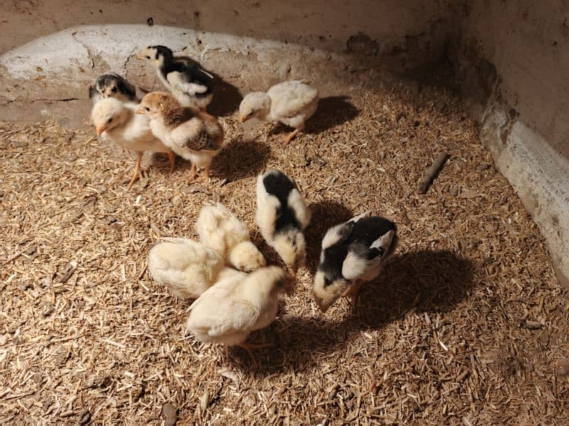 WHITE OR BLACK OH SHAMO CHICKS FOR SALE. 1