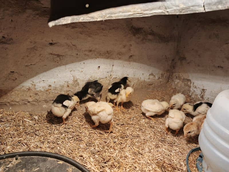 WHITE OR BLACK OH SHAMO CHICKS FOR SALE. 3