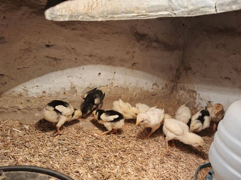 WHITE OR BLACK OH SHAMO CHICKS FOR SALE. 4