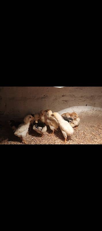 WHITE OR BLACK OH SHAMO CHICKS FOR SALE. 6