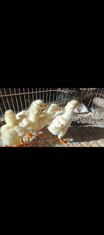 WHITE OR BLACK OH SHAMO CHICKS FOR SALE. 9