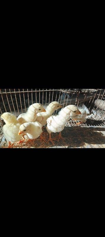 WHITE OR BLACK OH SHAMO CHICKS FOR SALE. 10