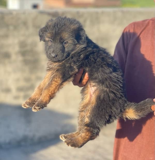 German Shepherd/GSD Puppy/Long coat 1