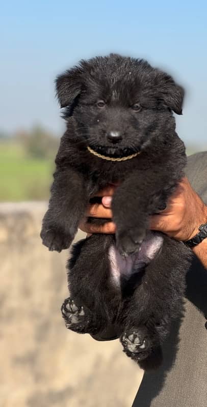 German Shepherd/GSD Puppy/Long coat 2