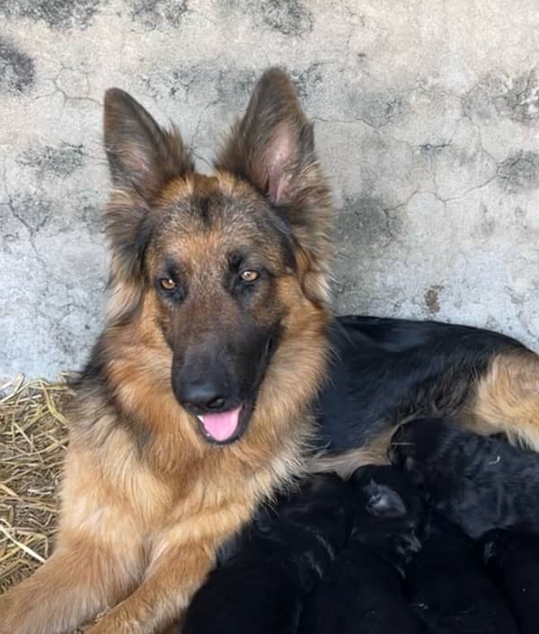 German Shepherd/GSD Puppy/Long coat 3