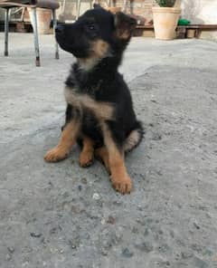 German shepherd puppies female