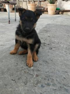 German shepherd puppies female