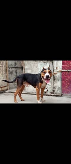 pitbull Male Available for sale age 3 year Read Add