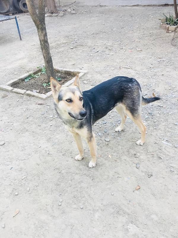 German shepherd stock cord female for sale age 1 year 2