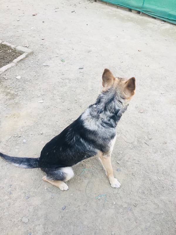 German shepherd stock cord female for sale age 1 year 3