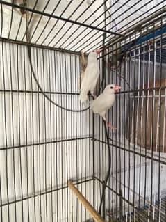 White, Silver Java Breeder Pair