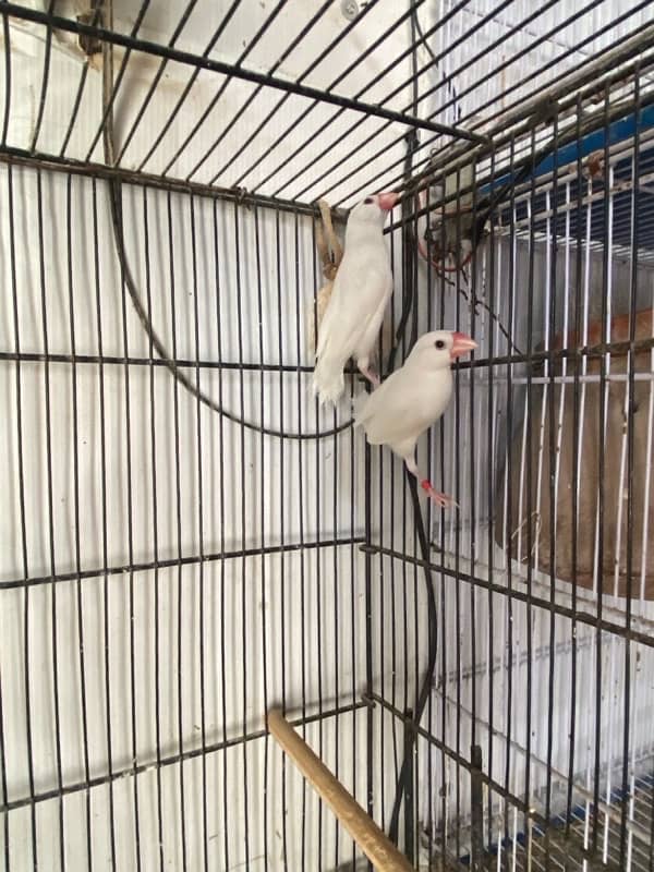 White, Silver Java Breeder Pair 0