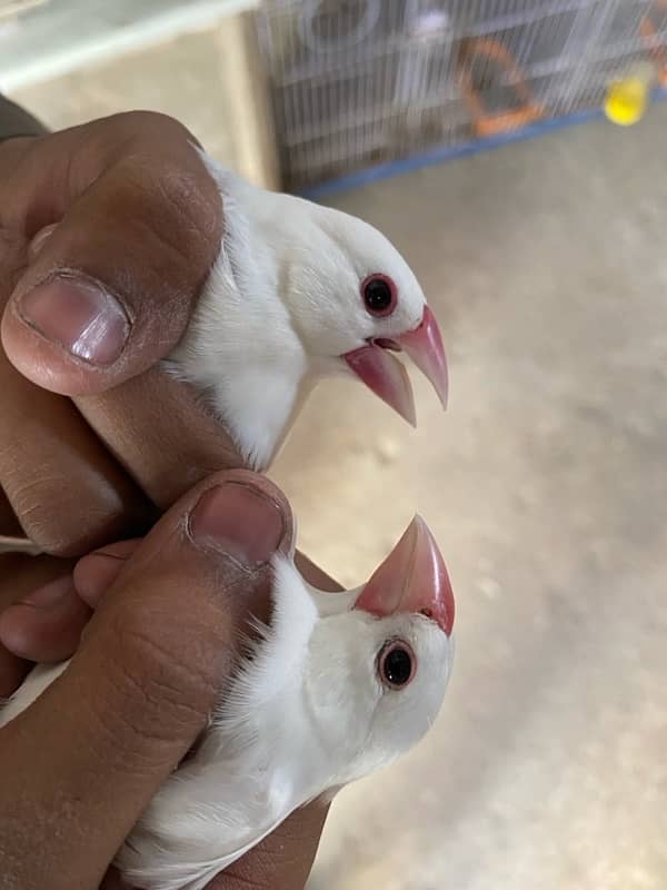 White, Silver Java Breeder Pair 1