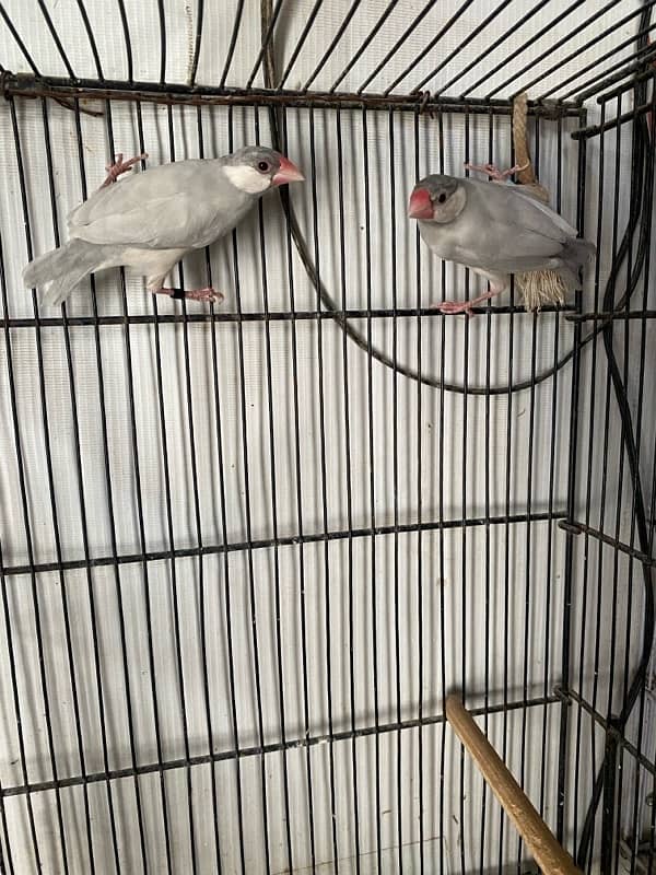 White, Silver Java Breeder Pair 2