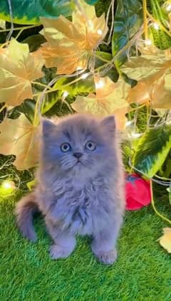 Persian cat person Court WhatsApp 03010546336